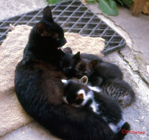 mamma gatto